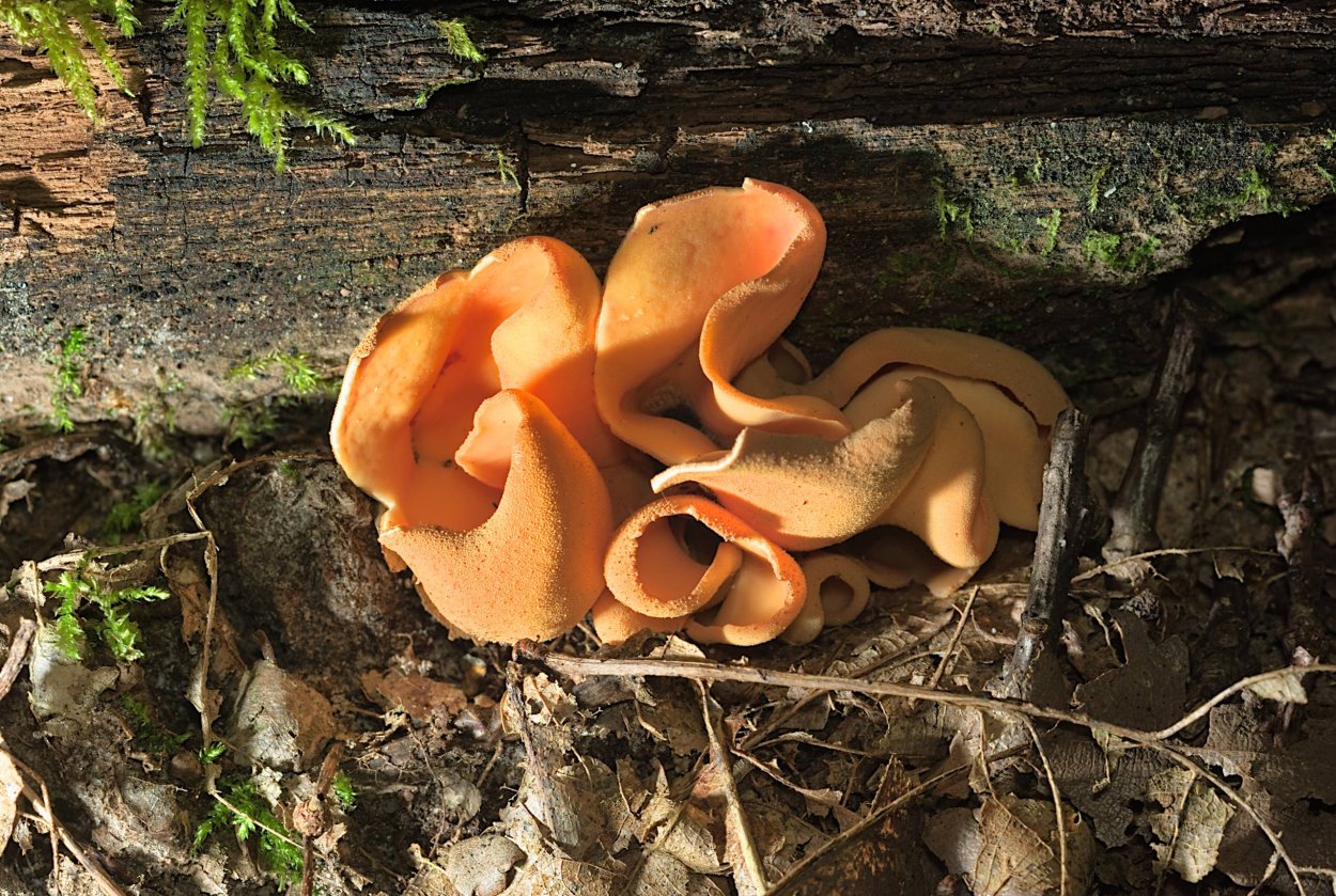 Otidea onotica