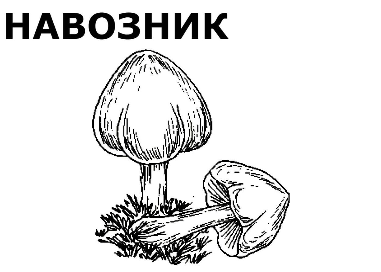 Ушки зайчика
