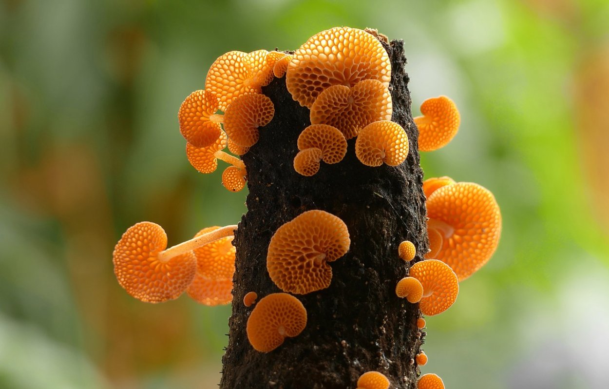Грибы Favolaschia Calocera.