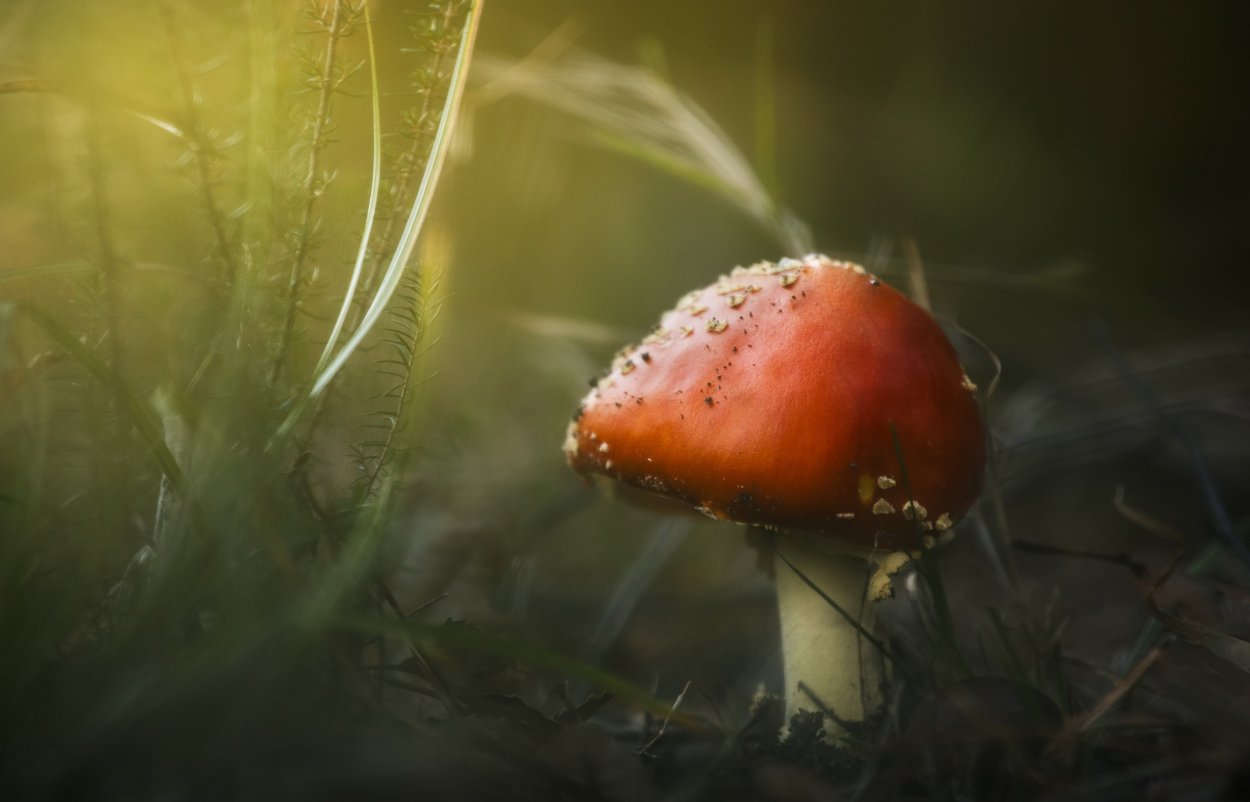 Макросъемка природа