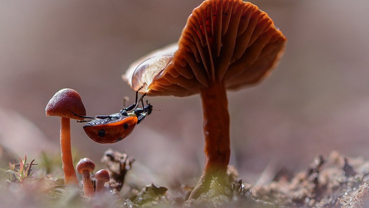 Cantharellus lutescens