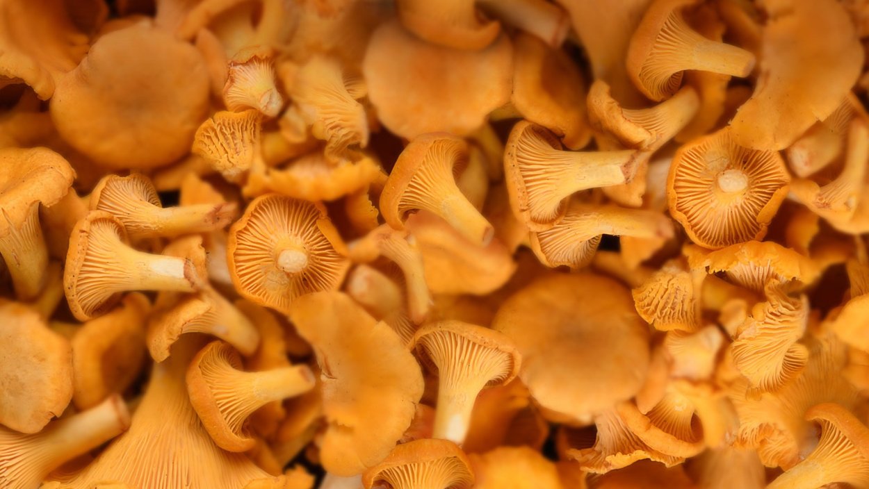 Родотус / Rhodotus palmatus