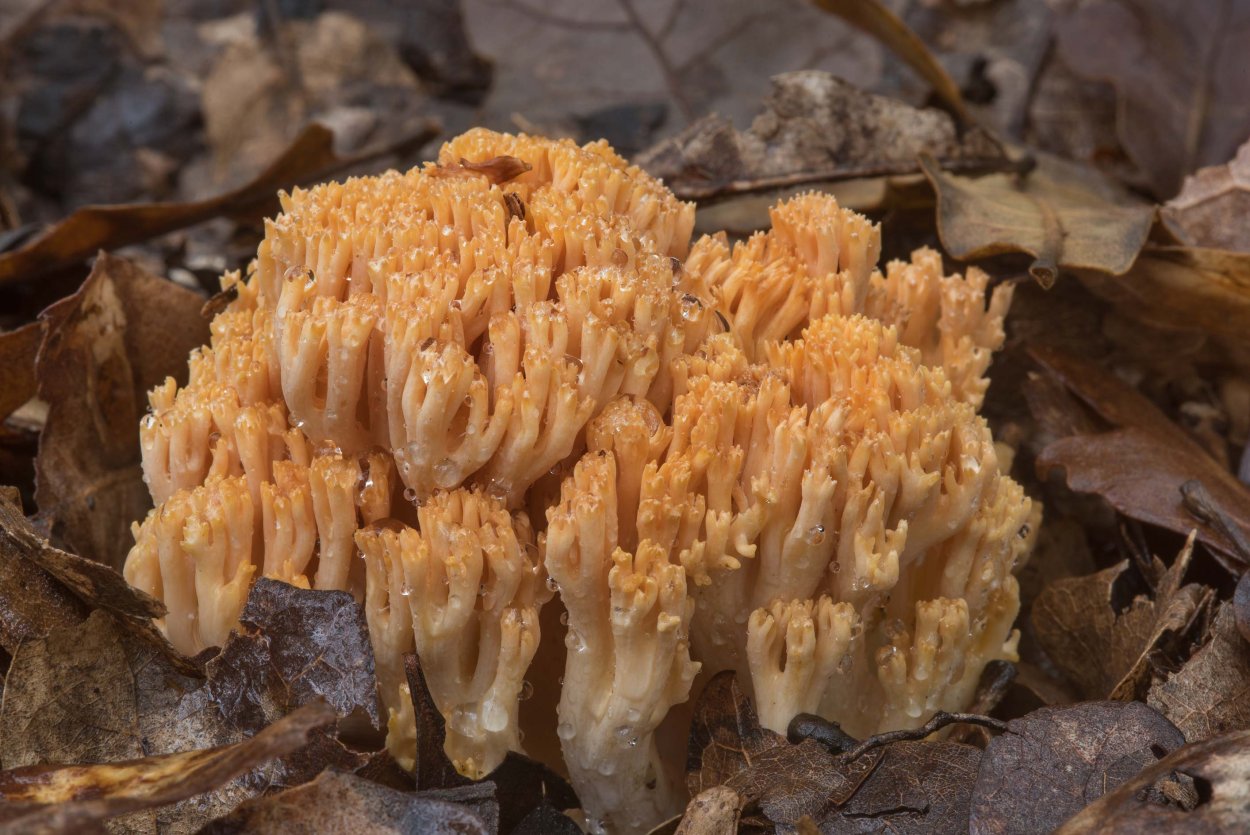 Рогатик гроздевидный (Ramaria Botrytis