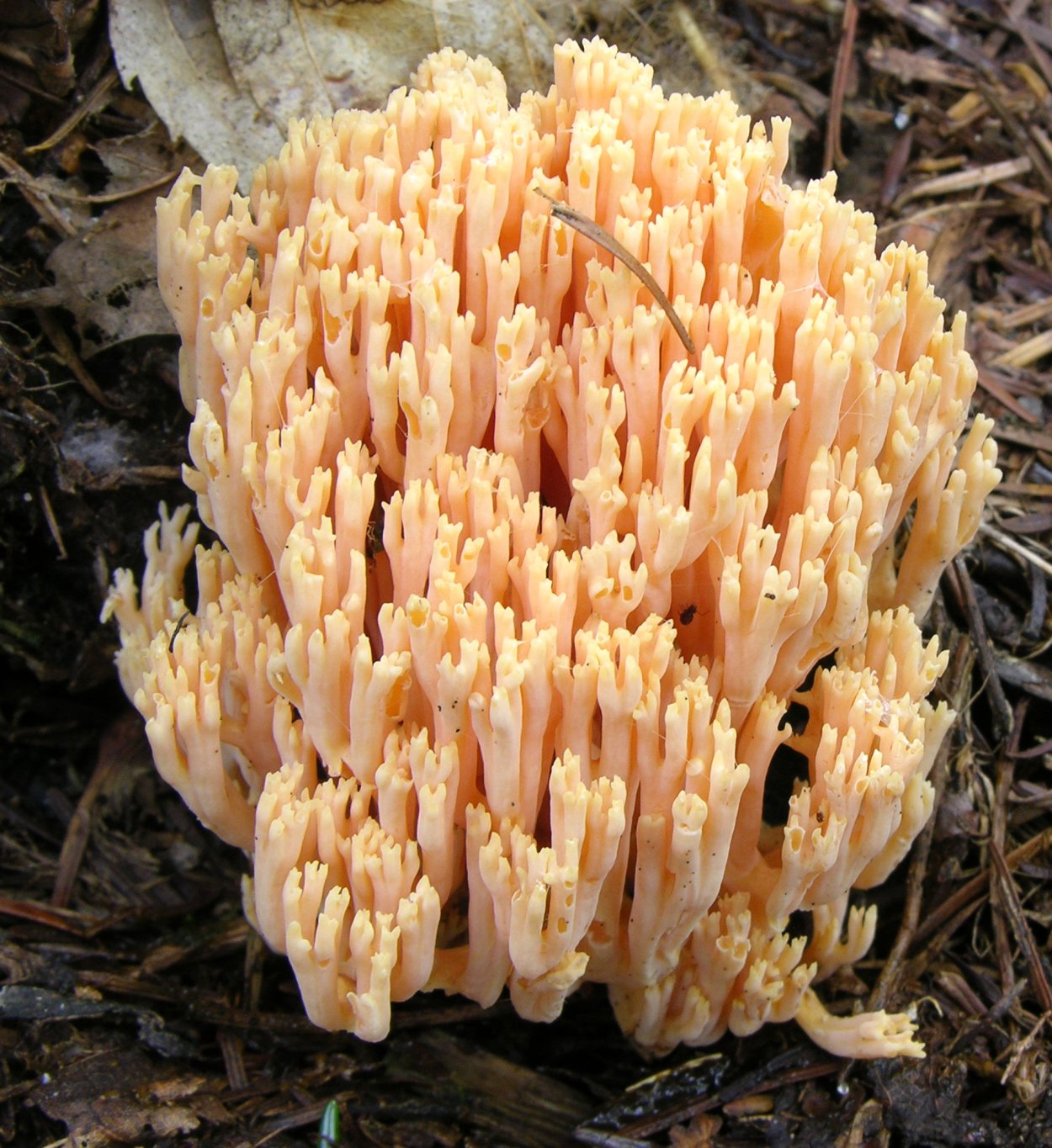 Рамария золотистая - Ramaria Aurea