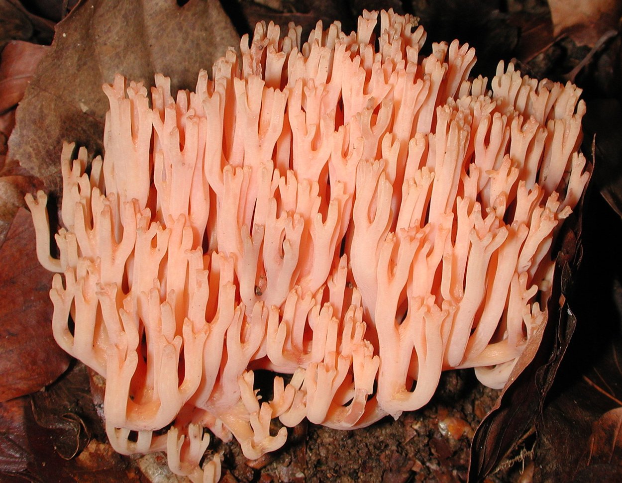 Рамария золотистая - Ramaria Aurea