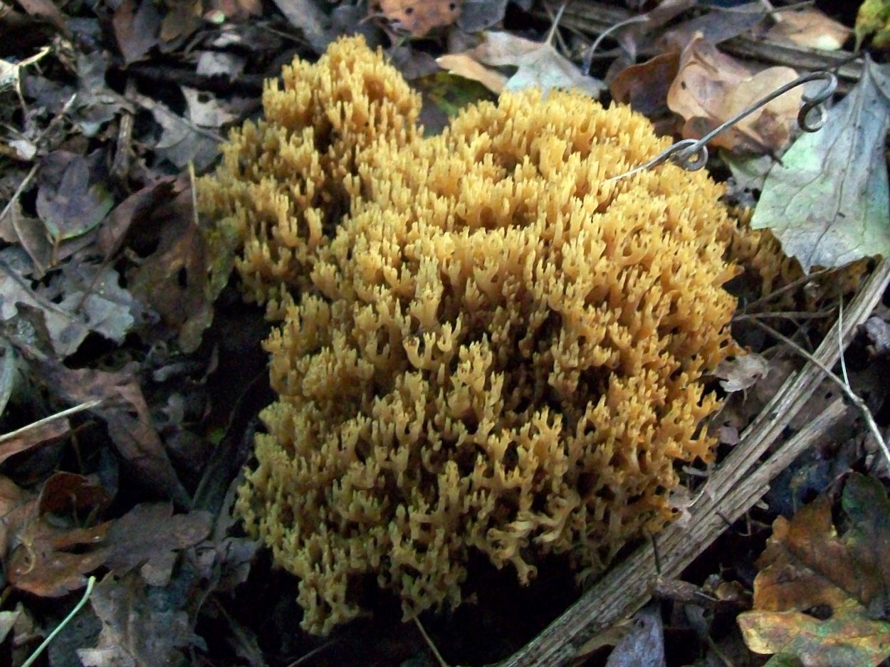 Гриб Рогатик Рамария