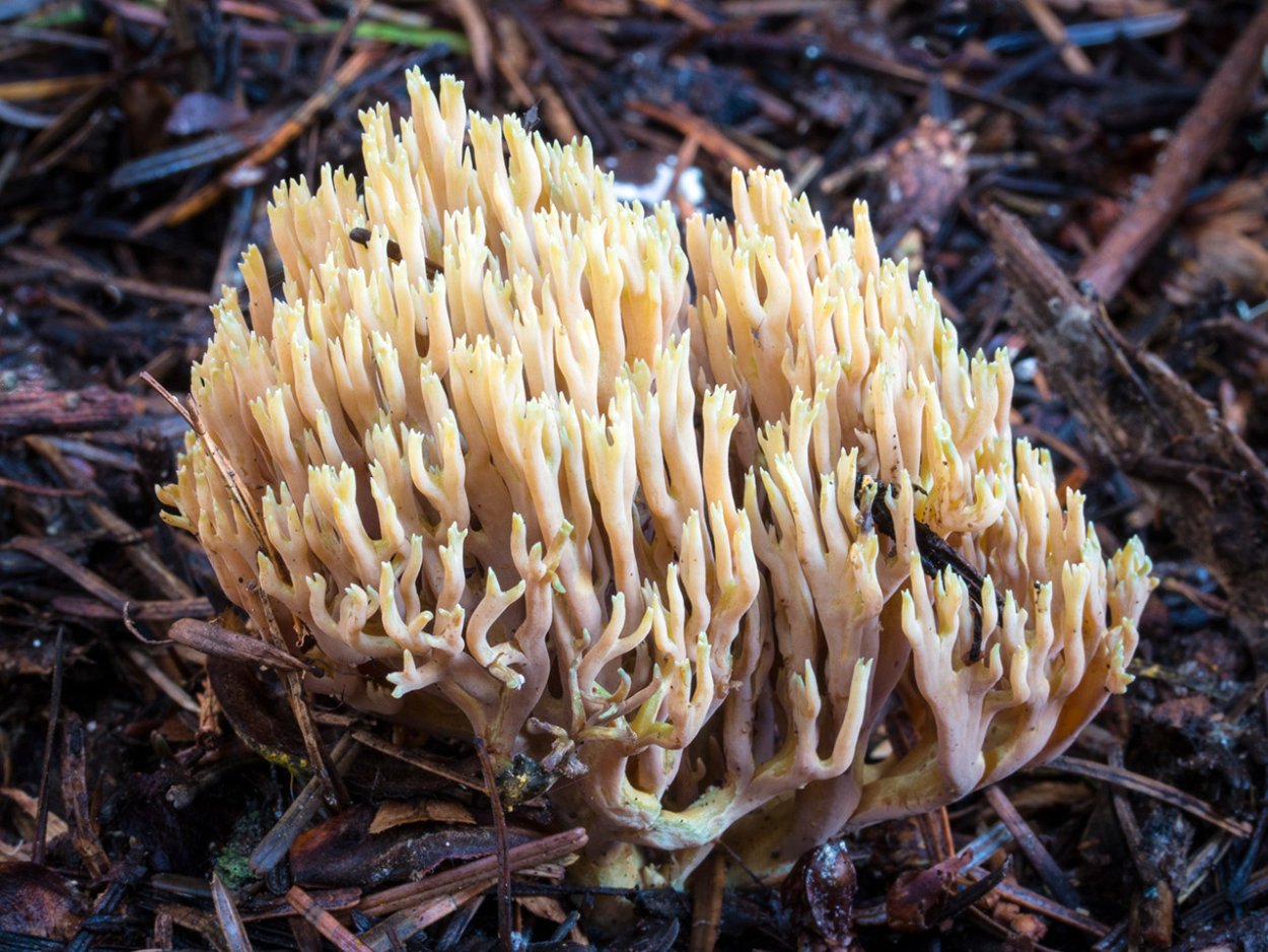 Взрослая Рамария