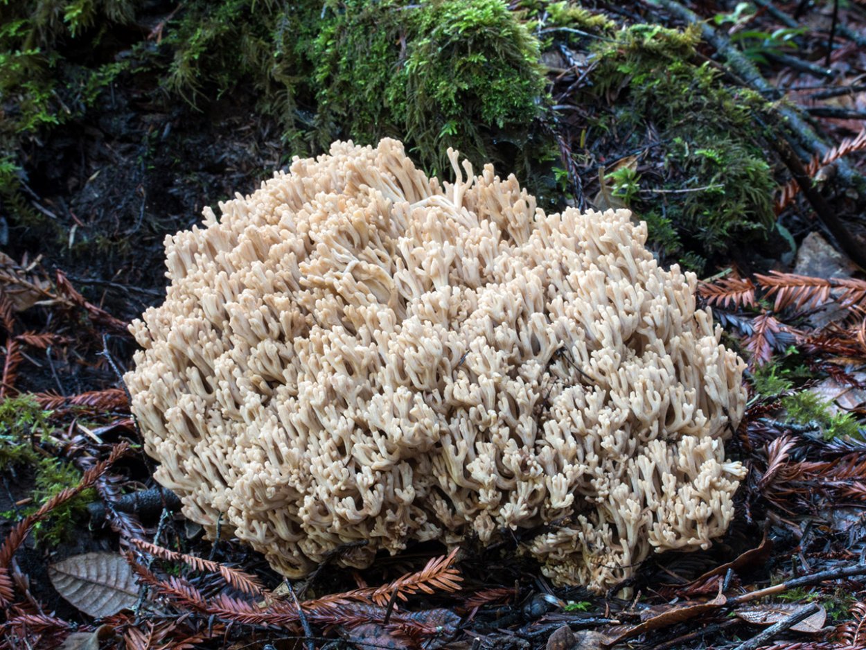 Рамария золотистая