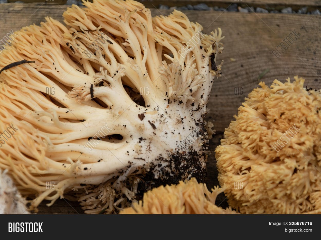 Рамария золотистая - Ramaria Aurea