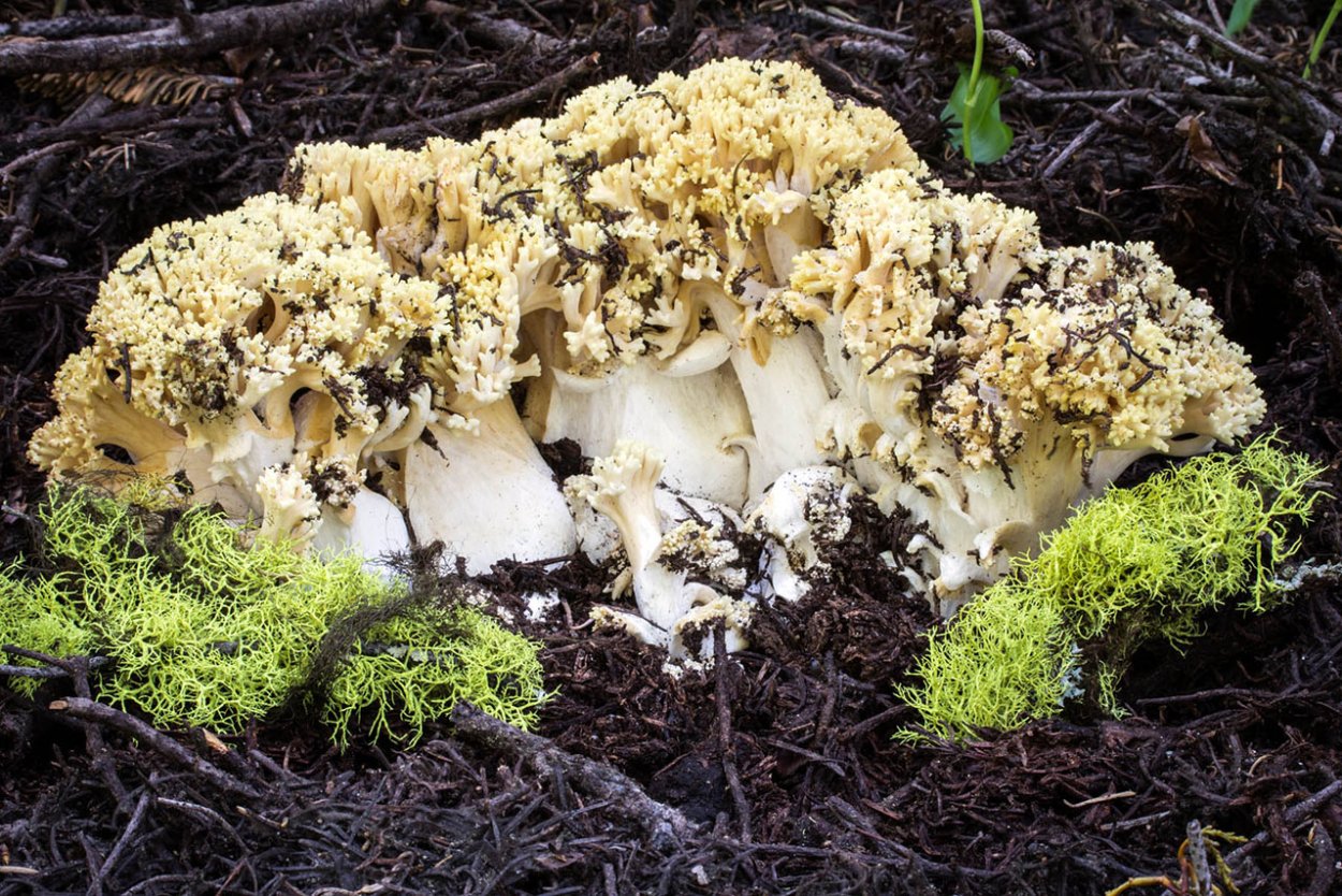 Рогатик прямой (Ramaria stricta).