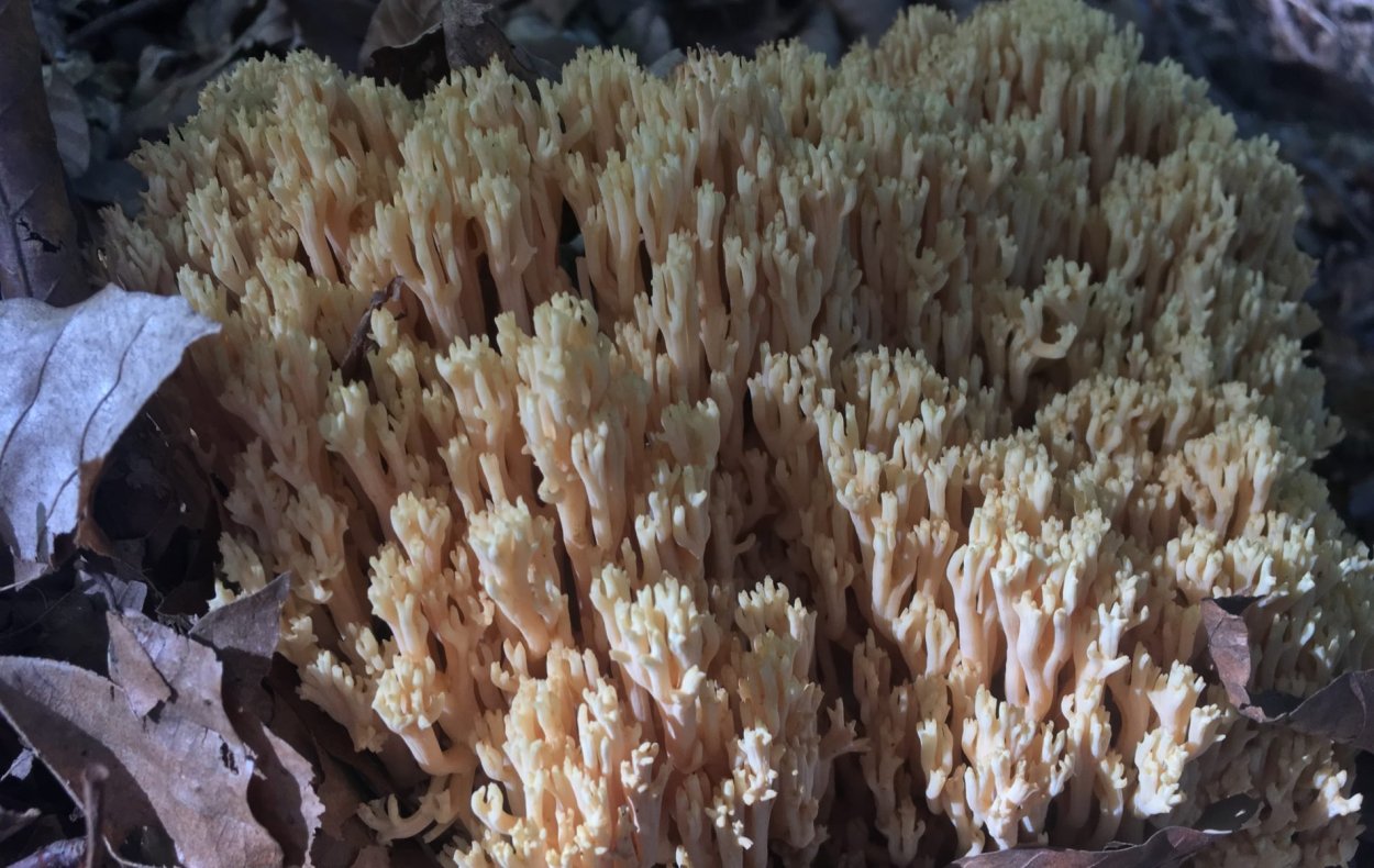 Гриб Рогатик коралловидный
