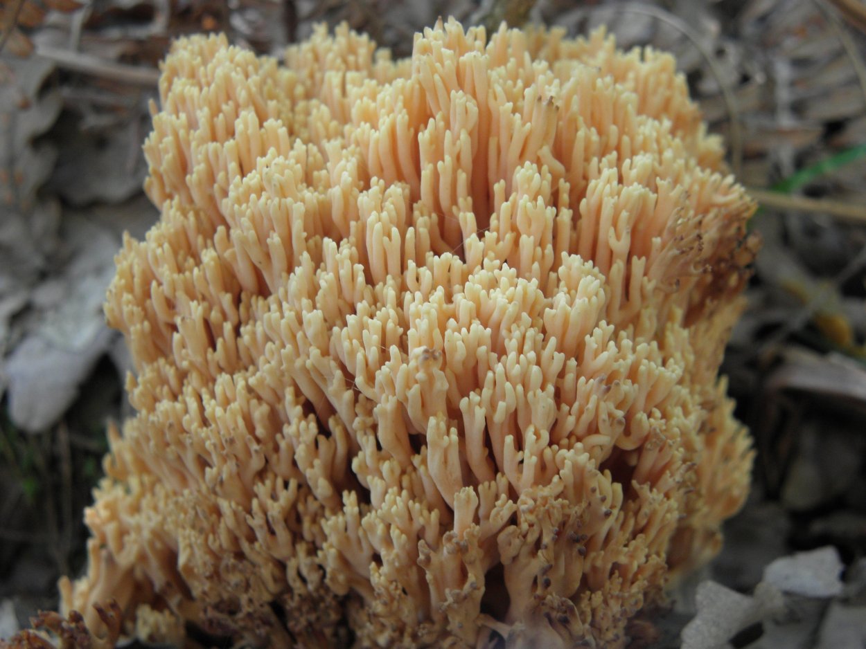 Финский белый гриб Ромари