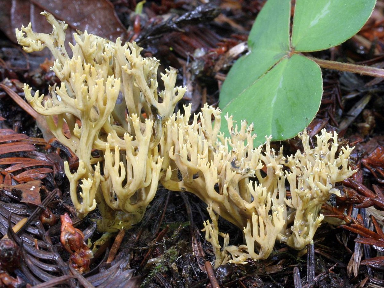 Ramaria apiculata