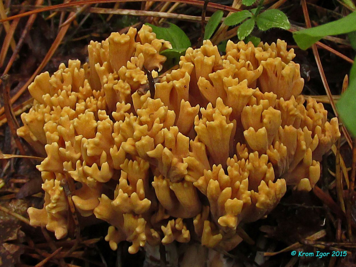 Ramaria Eumorpha