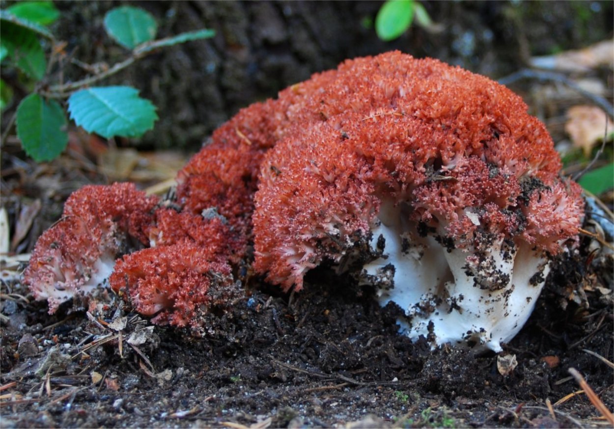 Рамария золотистая гриб