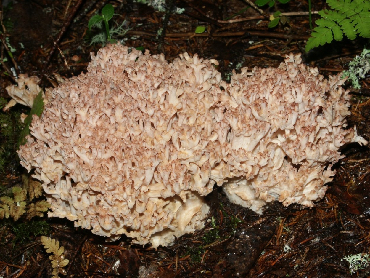 Ramaria Botrytis