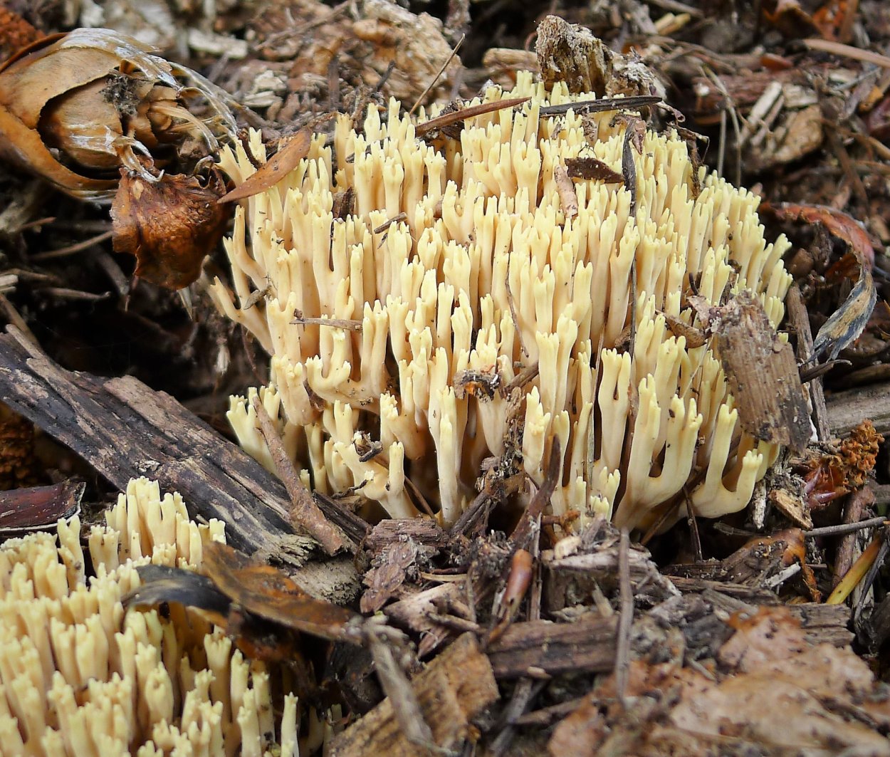 Коралловый Рогатик гриб