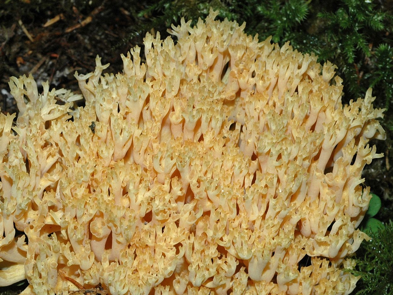Ramaria rubrievanescens
