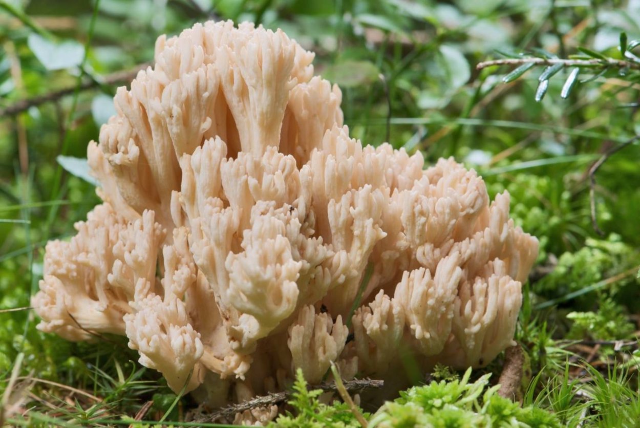 Ramaria Botrytis