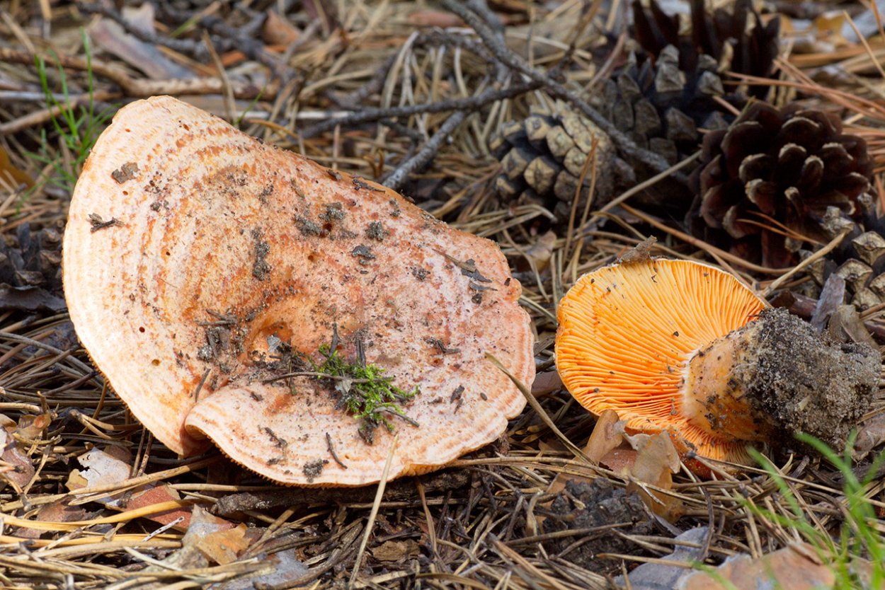 Рыжик настоящий Lactarius deliciosus