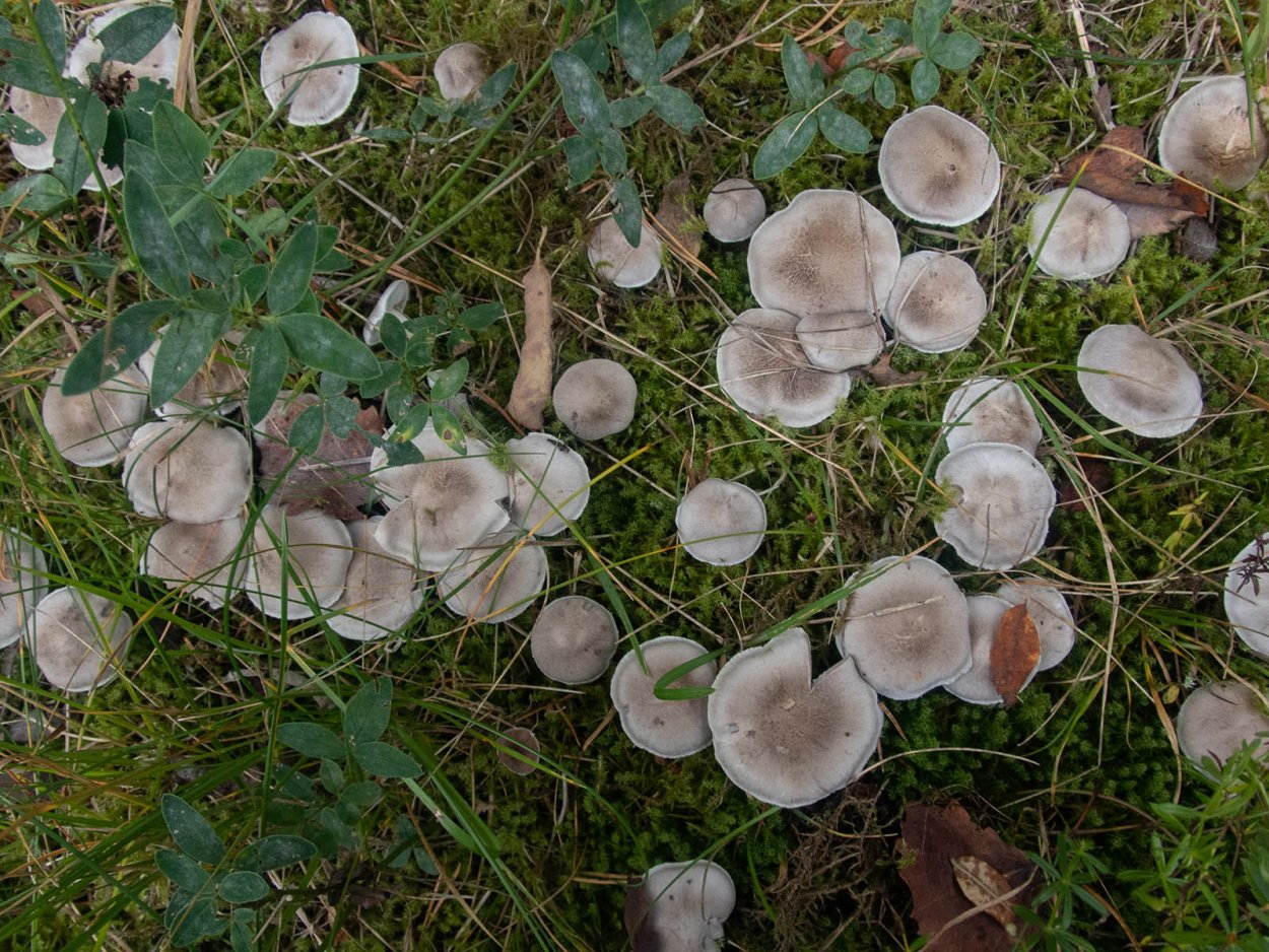 Рядовка опоясанная Tricholoma cingulatum