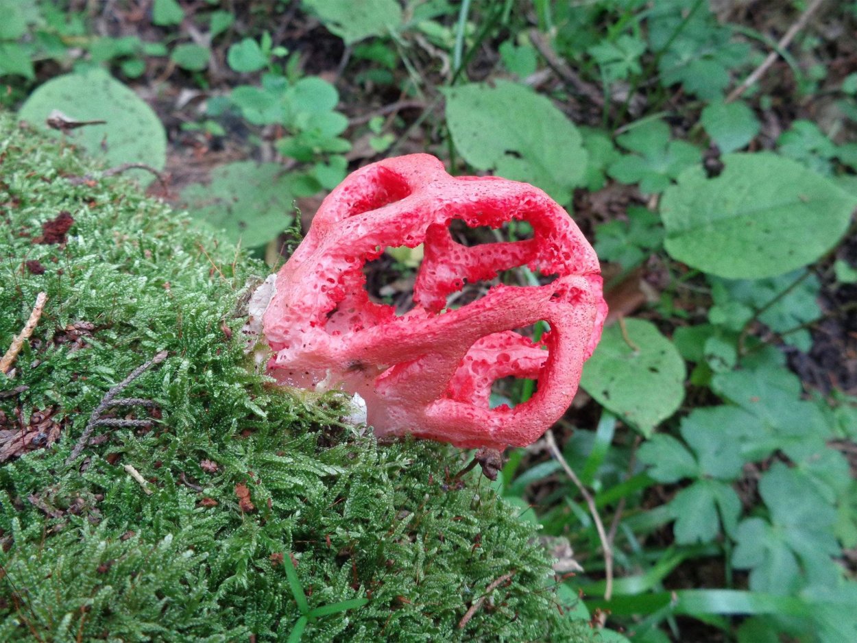Лерациомицес (leratiomyces)