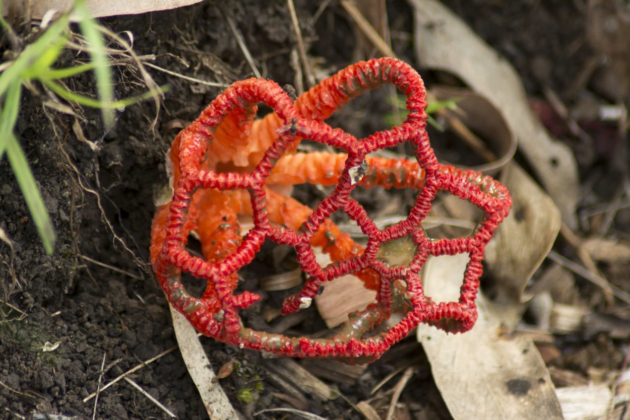 Ileodictyon Cibarium