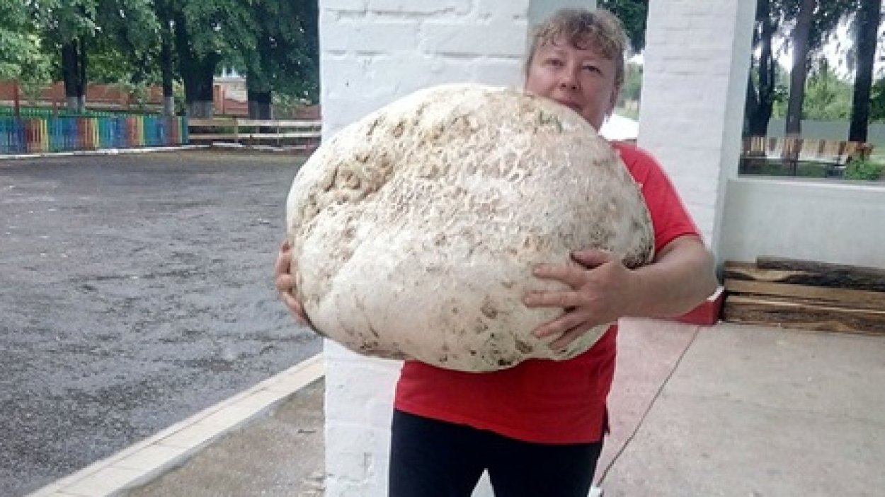Самые большие грибы в мире дождевик