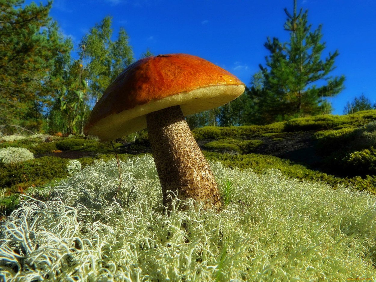 Гриб Армиллярия Мичиган