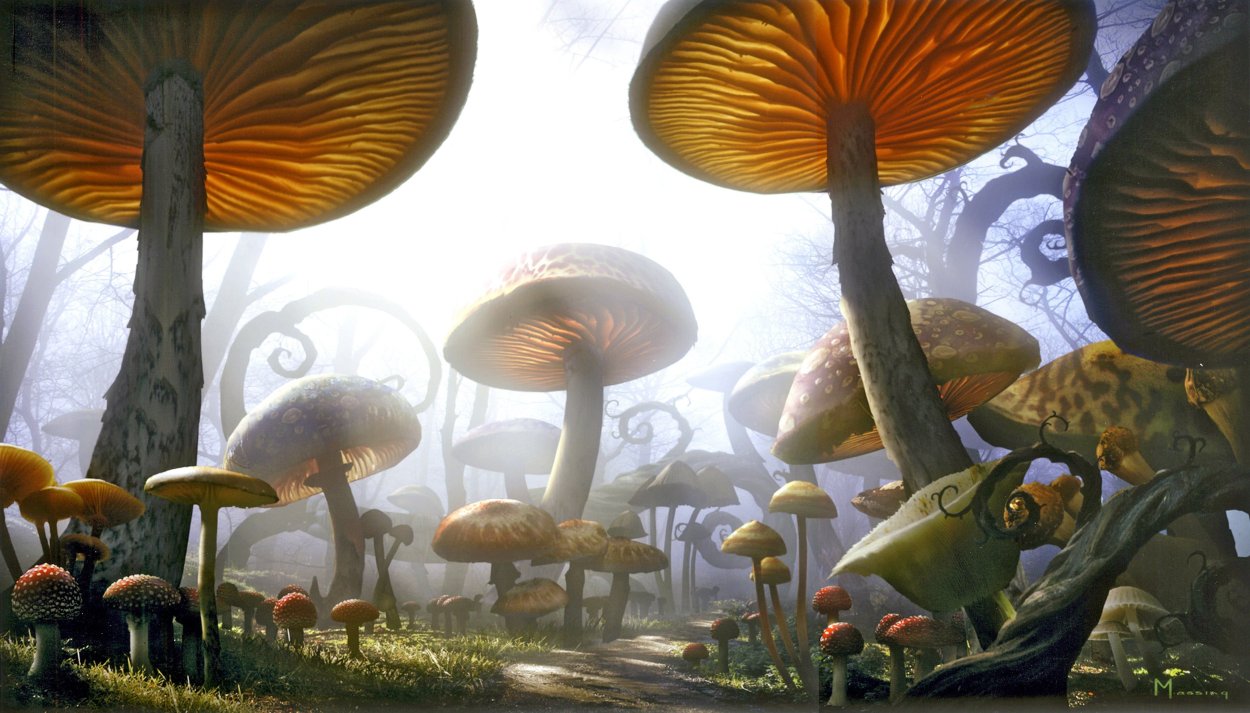 Armillaria самый большой гриб