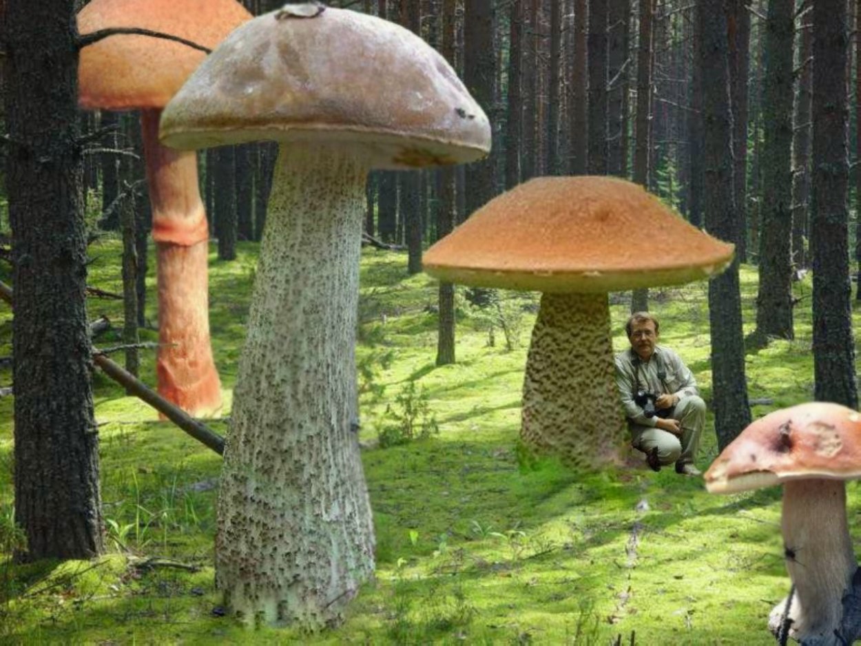 Зангартопь грибная Поляна