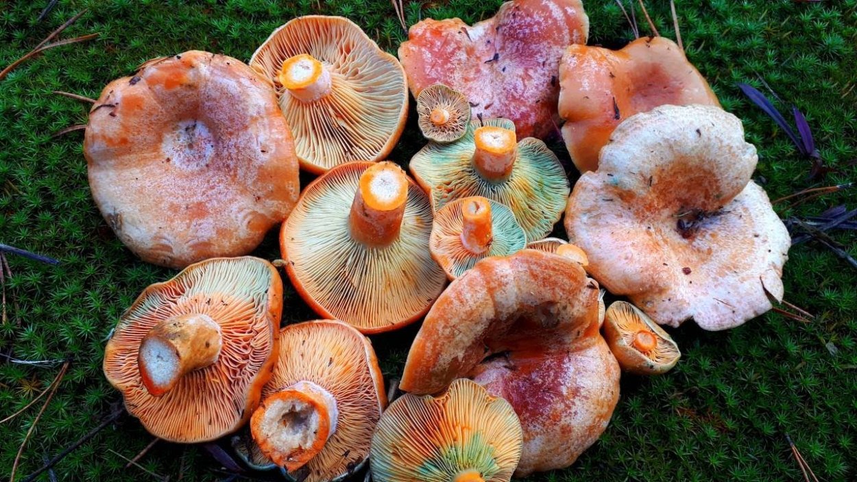 Царские грибы рыжики