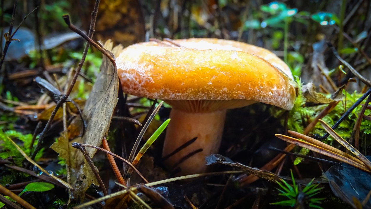 Рыжики грибы Царский гриб