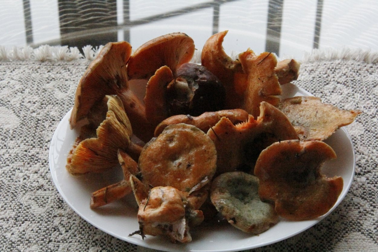 Оранжевый гриб Рыжик