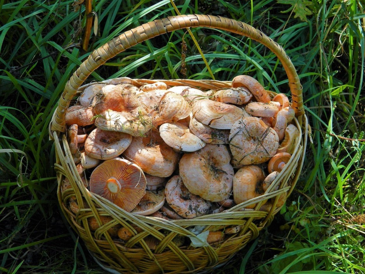 Царский гриб Рыжик фото