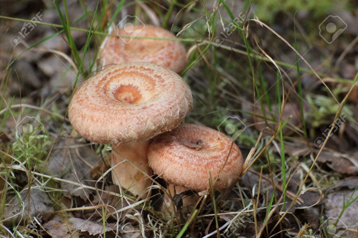 Lactarius sanguifluus