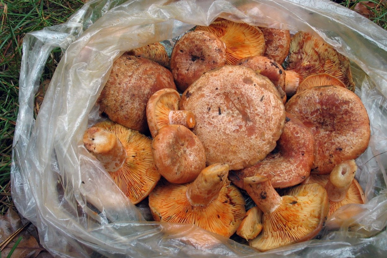 Рыжик Сосновый/Боровой (Lactarius deliciosus);