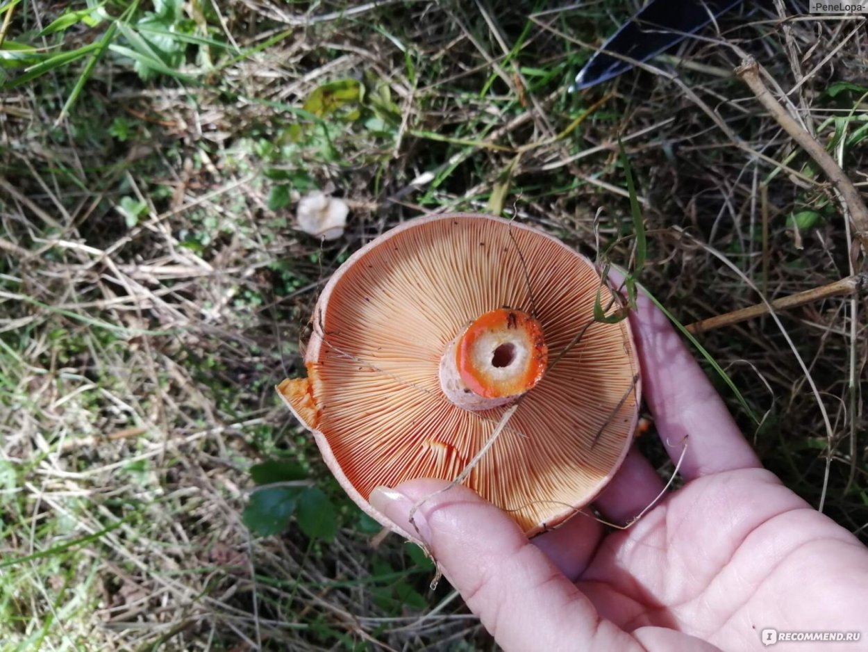 Рыжики грибы