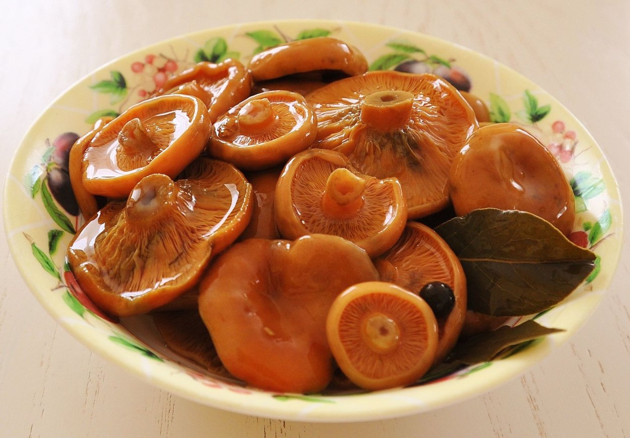 Грибы рыжики и волнушки