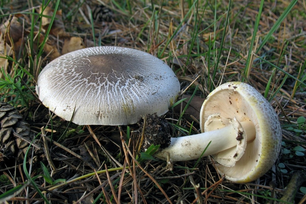 ГОЛОВАЧ мешковатый (Bovistella utriformis)