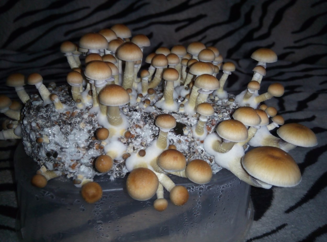 Psilocybe Cubensis Pink Buffalo