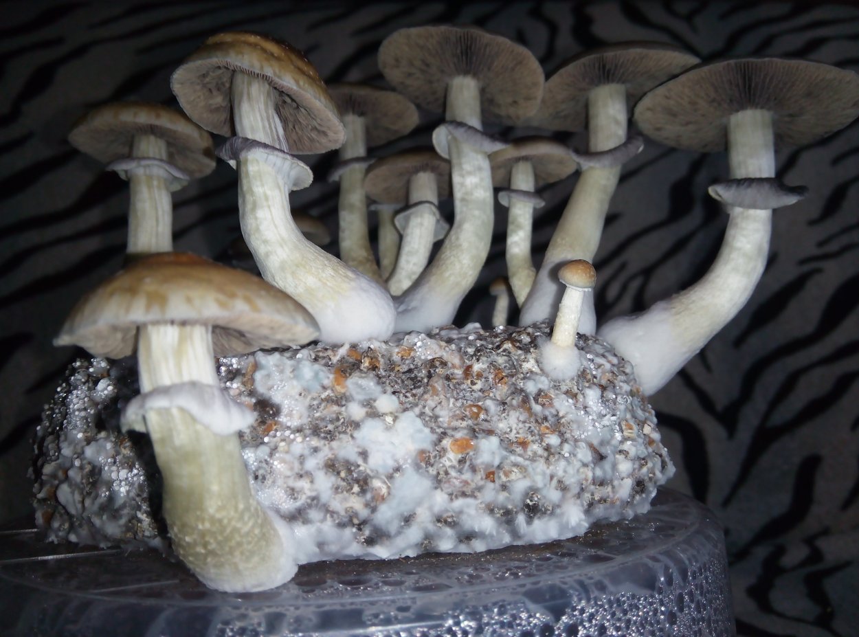 Psilocybe Cubensis Pink Buffalo