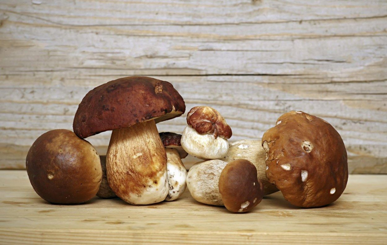 Мокруха пурпуровая (Chroogomphus rutilus)