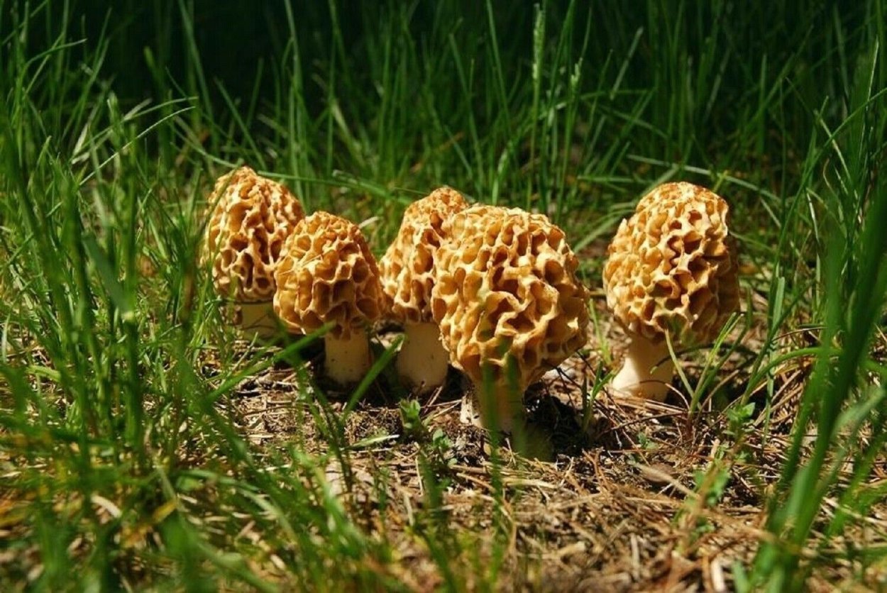Сумчатые грибы сморчки