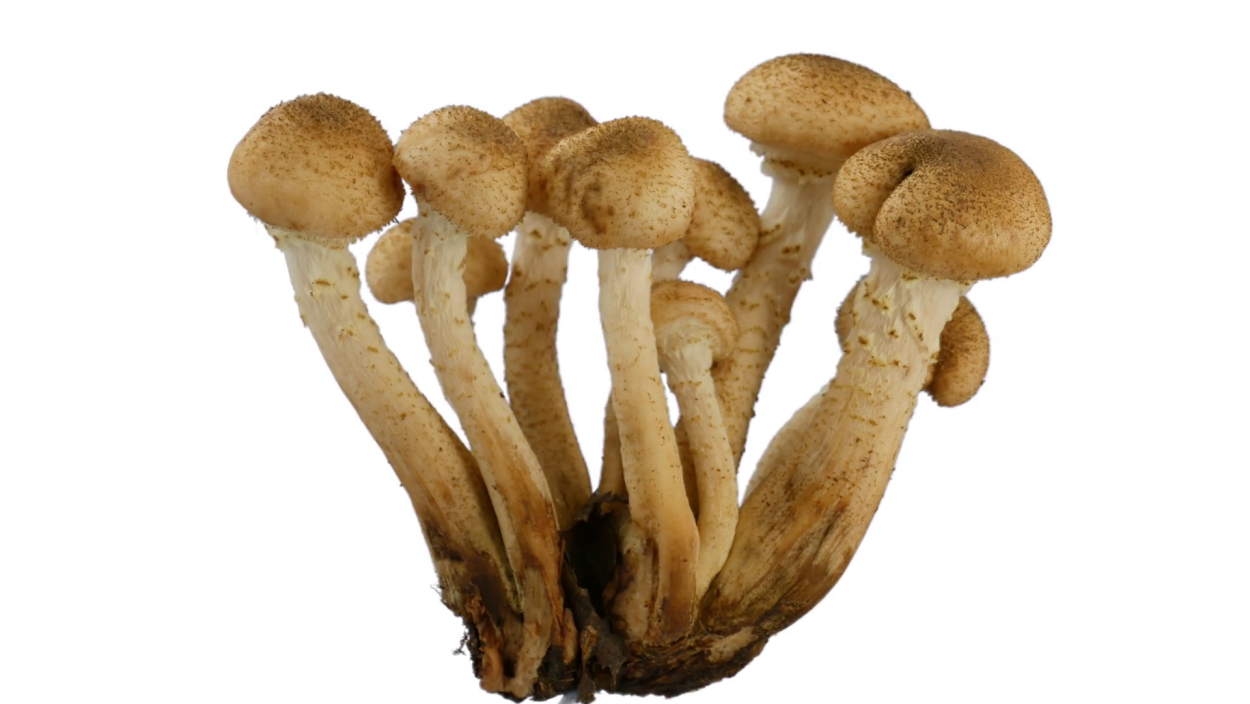 Ложные сморчки вида Gyromitra esculenta
