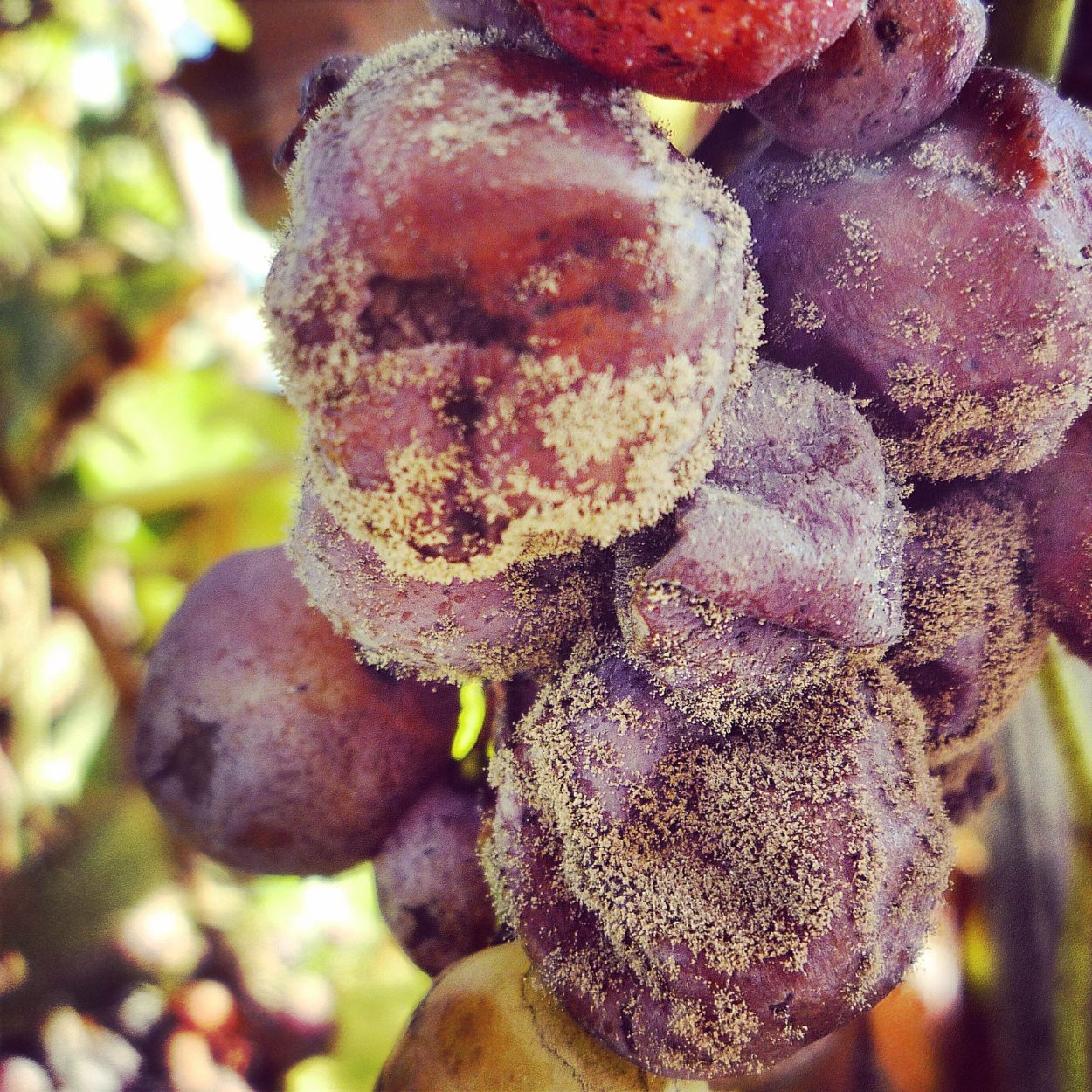 Серая гниль – Botrytis cinerea