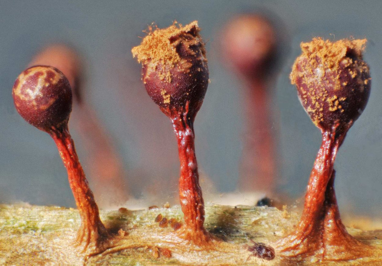 Trichia Botrytis