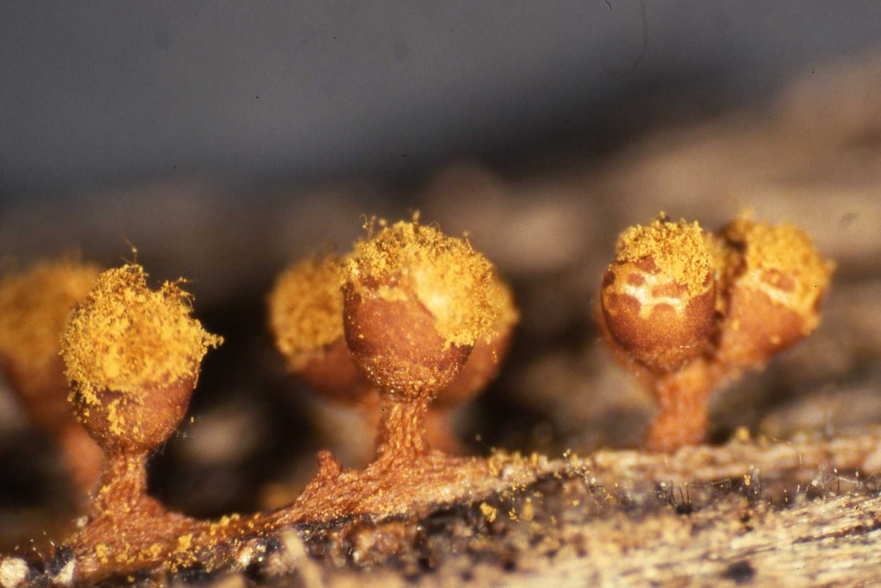 Trichia Botrytis