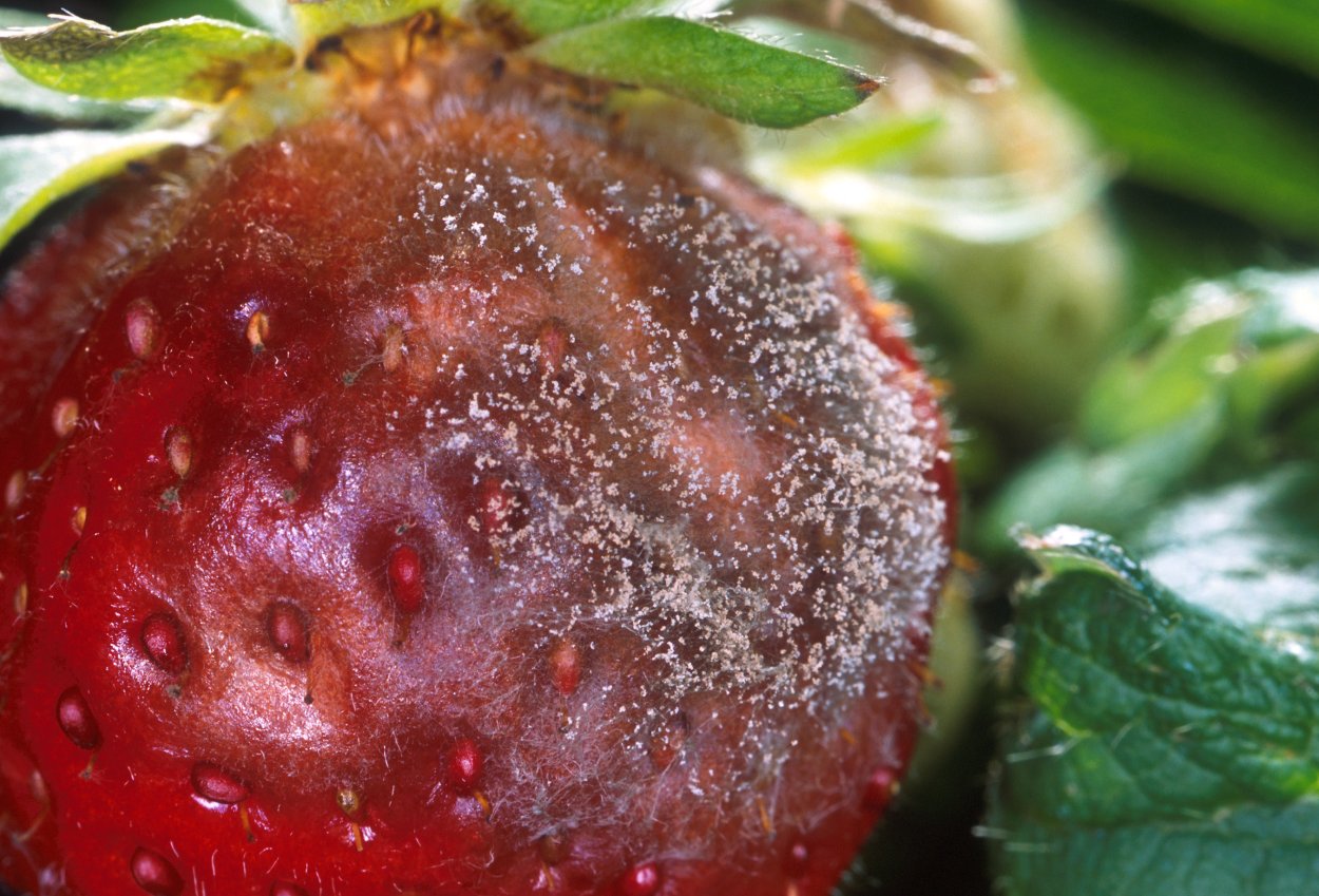Серая гниль – Botrytis cinerea