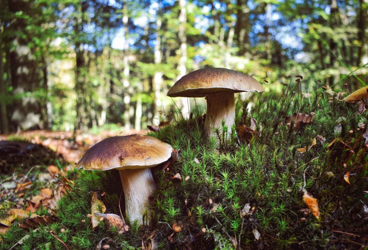 Лето лес грибы